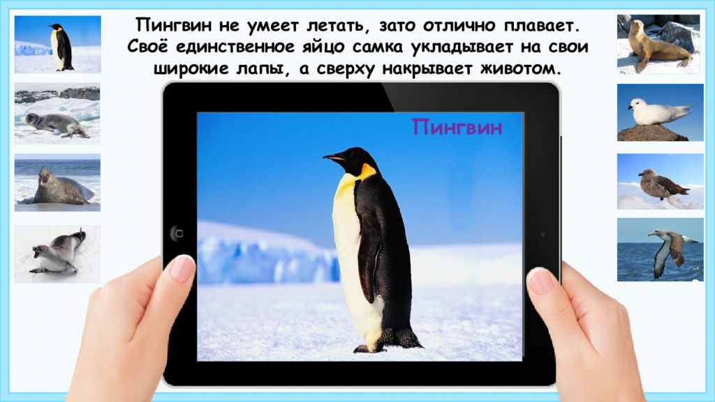 Пингвин не умеет. Пингвин умеет летать. Пингвин умеет летать. Пингвин самка. Пингвин птица.