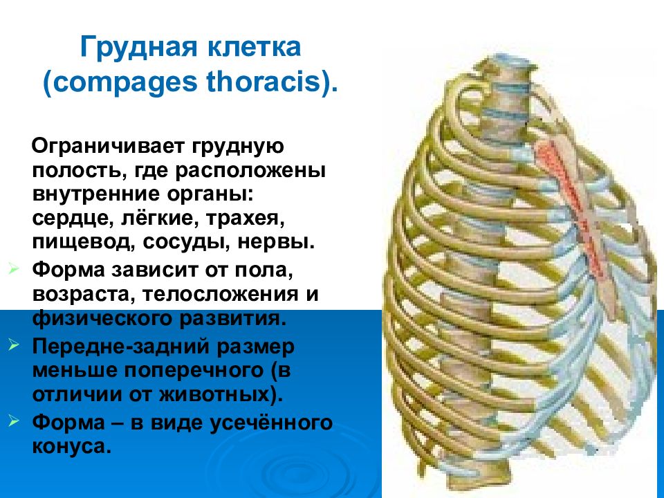 Грудная клетка 8 класс биология. Строение грудной клетки спереди. Скелет грудной клетки вид сзади. Грудная клетка человека вид сзади. Грудная клетка спереди и сзади.