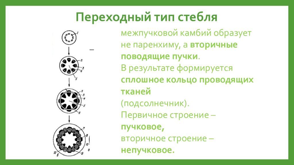 Типы строения стеблей. Пучковое строение. Анатомическое строение стебля хвоща. Пучковое строение стебля. Пучковое и непучковое строение стебля.