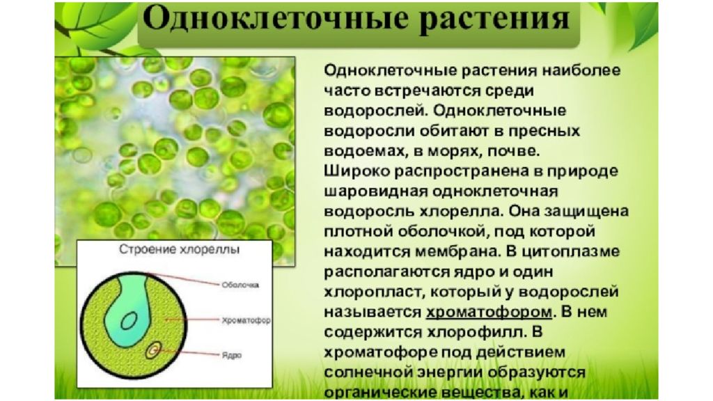 Многоклеточные водоросли состоят из большого числа. Одноклеточные водоросли 6 класс биология. Хлорелла протист. Одноклеточные зеленые водоросли 5 класс биология. Биология строение одноклеточных водорослей.