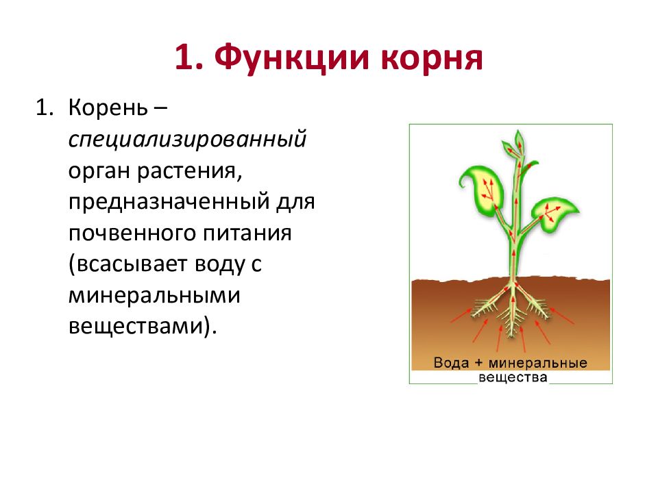 Вегетативные органы растений презентация