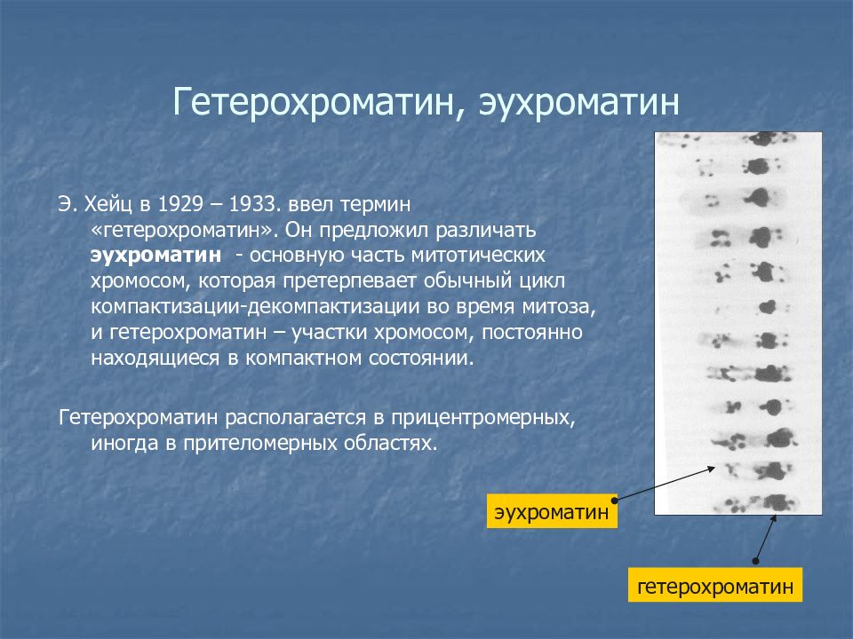 Участок хромосомы называется. Факультативный эухроматин. Гетерохроматин строение и функции. Эухроматин и гетерохроматин. Гетерохроматиновые участки хромосом это.