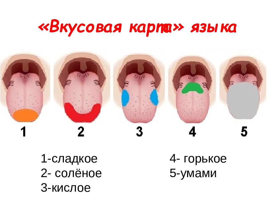 Какими цифрами на рисунке обозначены зоны языка которые воспринимают сладкий и горький вкусы