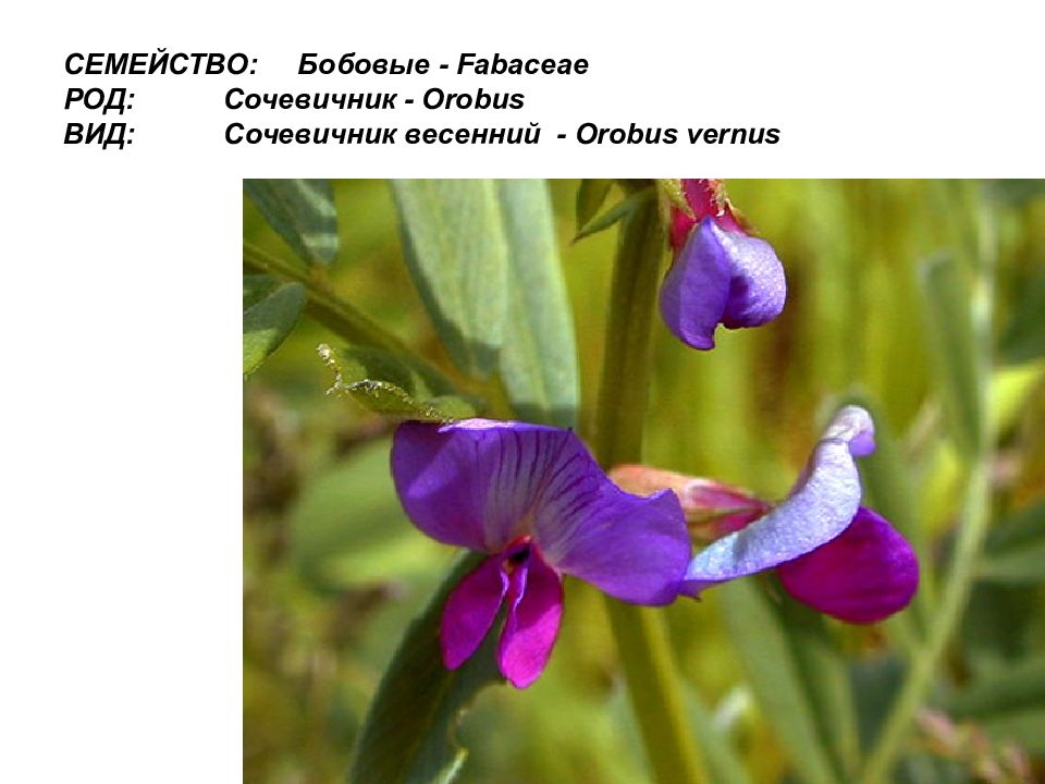 Сочевичник весенний. Чина Весенняя, сочевичник (Lathyrus vernus). Сочевичник весенний-Láthyrus vérnus. Чина Весенняя сочевичник весенний.