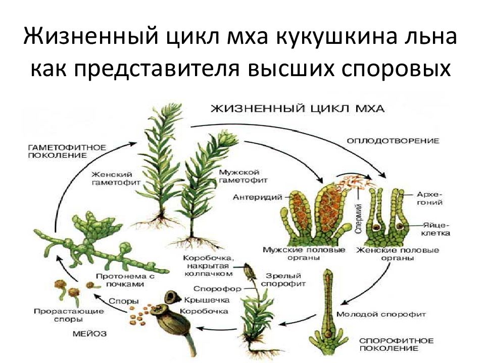 Жизненный цикл кукушкиного льна схема