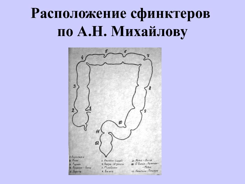 Сфинктеры толстой кишки схема