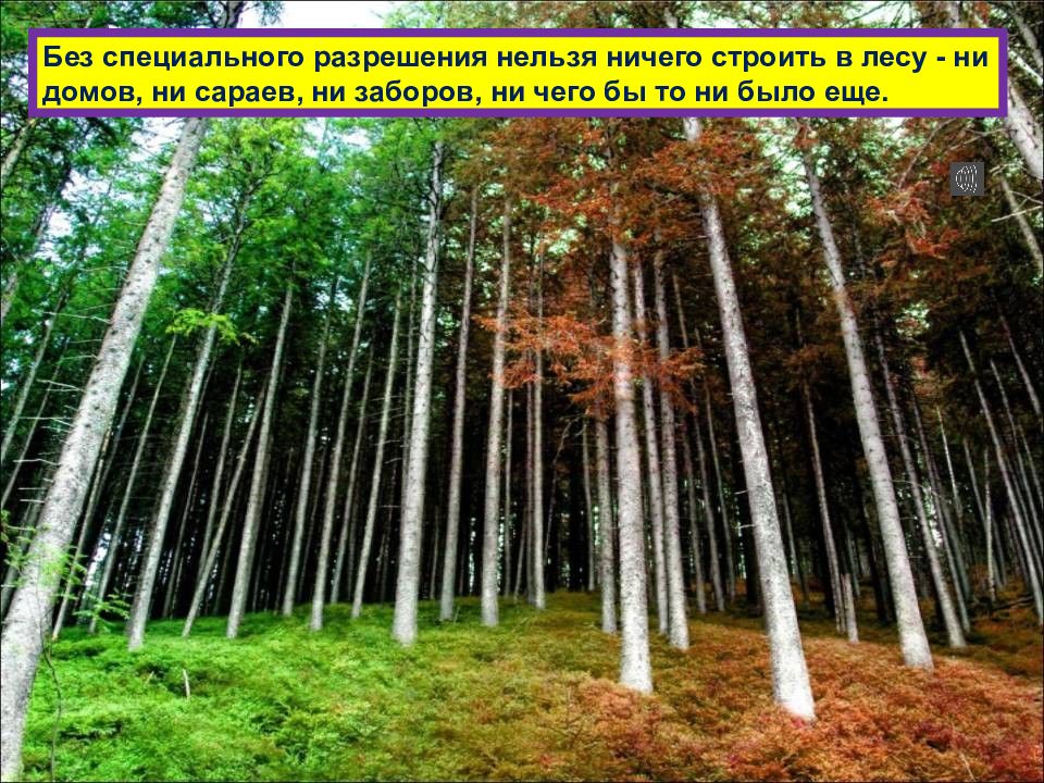 1 правила леса
