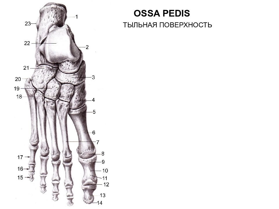 Кости стопы. Анатомия нижних конечностей стопы кости. Кости стопы (ossa pedis). Ossa pedis анатомия. Кости стопы анатомия тыльная поверхность.