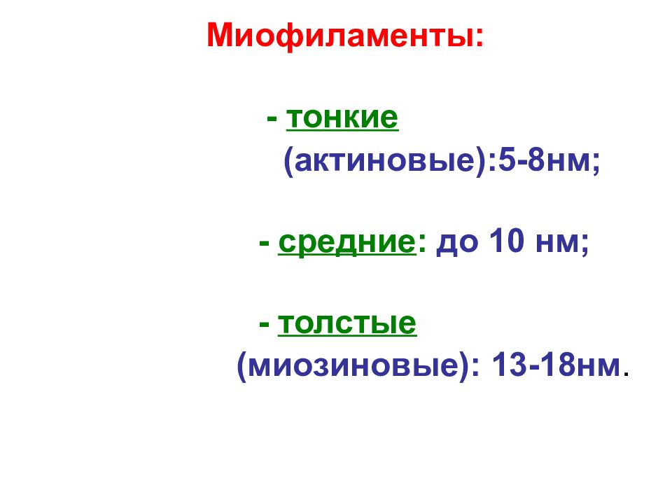 Н м ср. Миофиламенты. 5-8 НМ. Миофиламент.