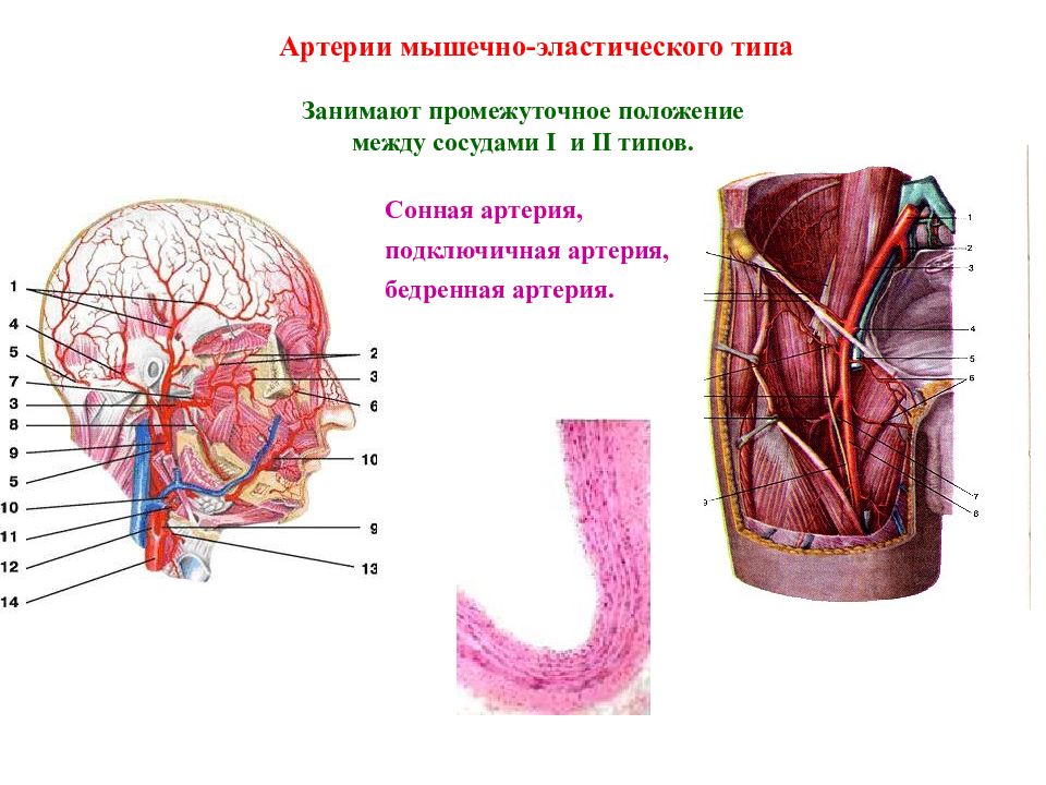 Бедренная артерия анатомия