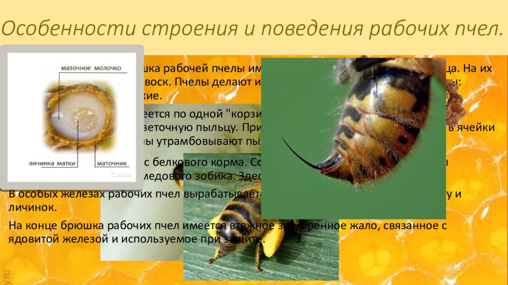 восковая броня на брюшке у пчелы. восковые железы пчелы фото. выделение воска пчелами. восковые железы пчелы. пчелиный воск забрус.
