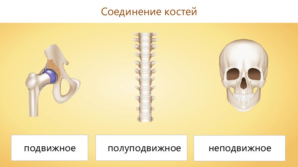 Примеры полуподвижных соединений. Неподвижные соединения костей биология 8 класс. Подвижное полуподвижное и неподвижное соединение костей. Соединение костей скелета человека. Типы соединения костей.