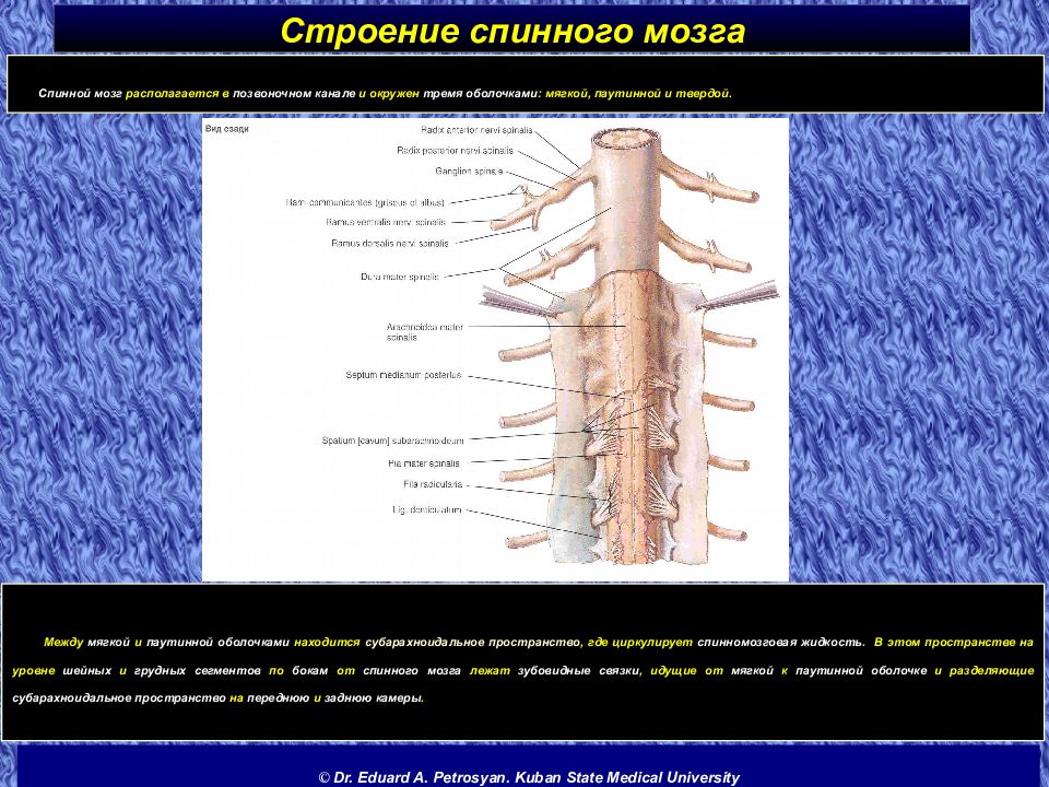 Строение спинного мозга человека фото с описанием