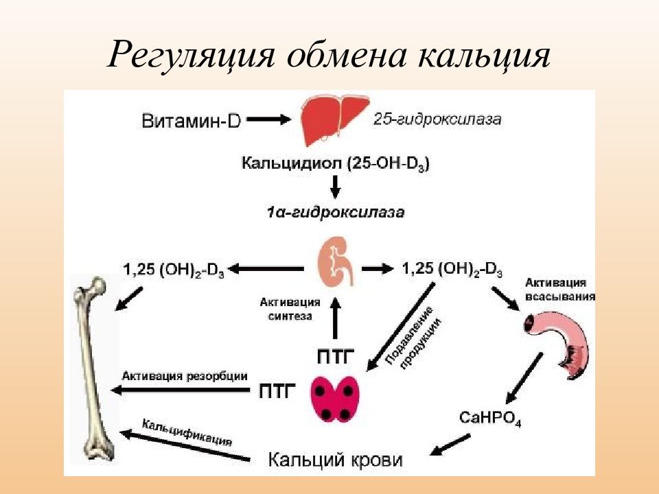 Обмен фосфора