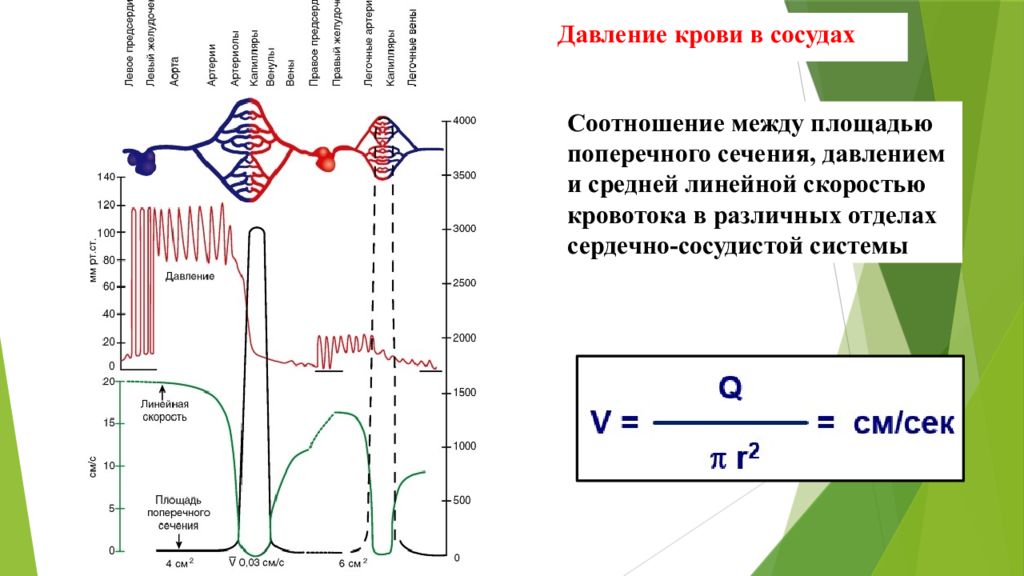 Скорость сосудов. Давление крови в артериях. Давление крови в сосудах. Скорости кровотока в различных отделах сердечно сосудистой системы. Объемная скорость крови в разных сосудах.