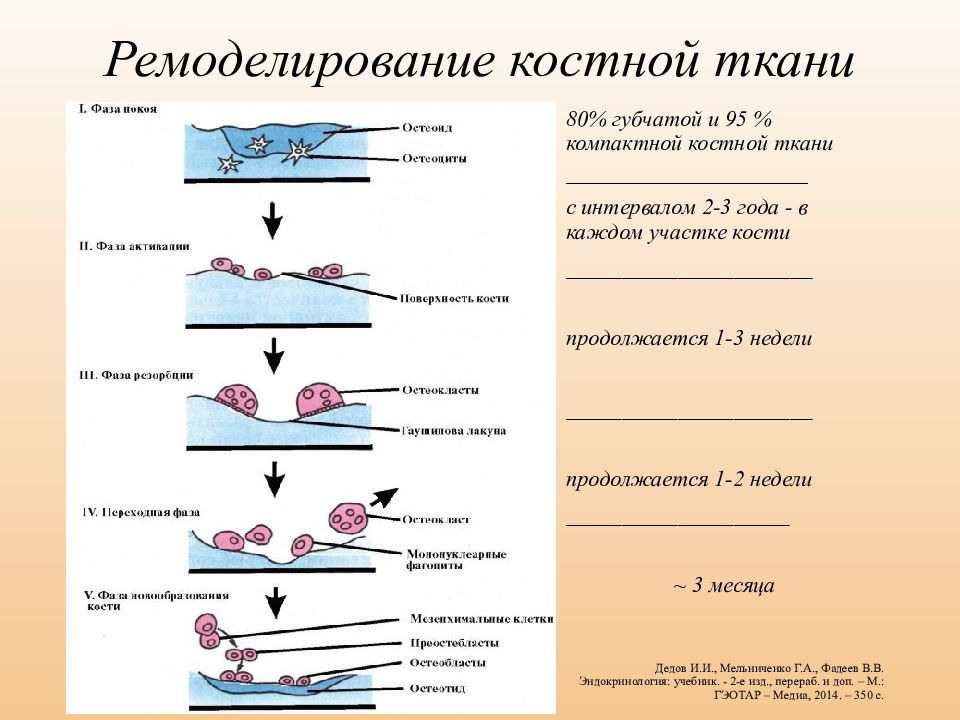 Регуляция костной ткани. Фаза ремоделирования кости. Стадии ремоделирования кости. Фазы цикла ремоделирования.. Этапы перемоделирования костной ткани.