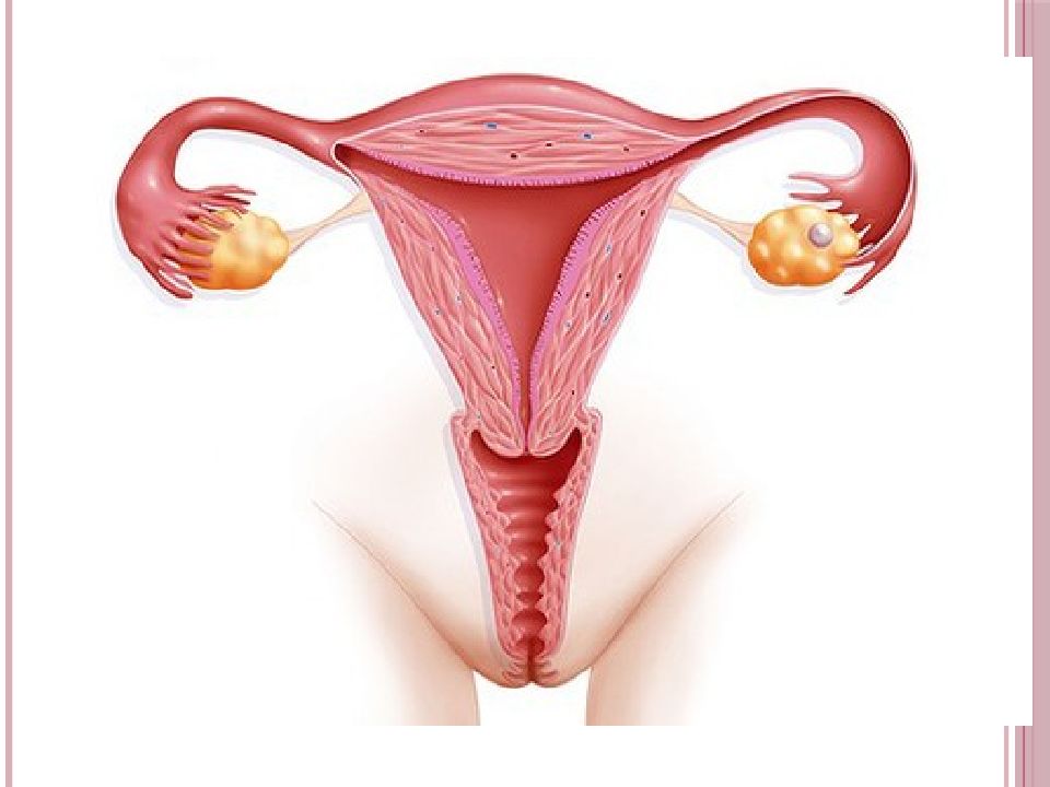 Женская анатомия по гинекологии в картинках