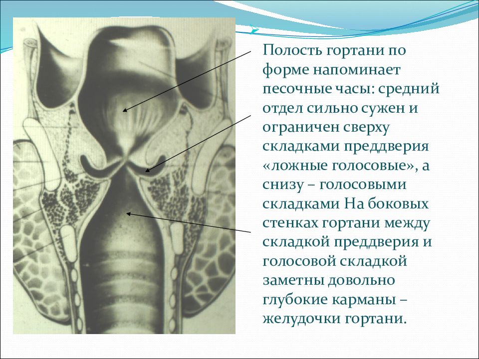 Полость гортани. Желудочек гортани анатомия. Гортань желудочек гортани. Складки преддверия гортани анатомия. Предголосовая полость гортани.