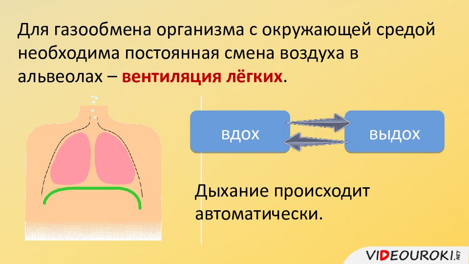 Презентация дыхание органы дыхания правила гигиены 6 класс 8 вид