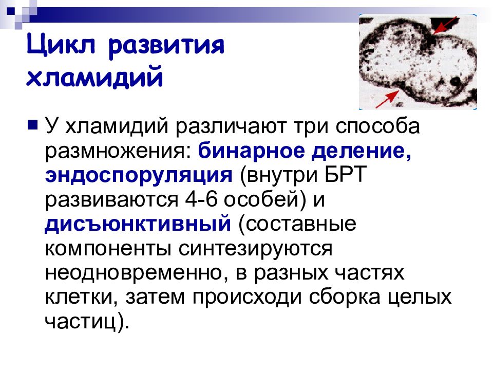 Батл лидии хламидии. Жизненный цикл развития хламидий. Цикл развития хламидий микробиология. Этапы цикла развития хламидий. Схема жизненного цикла хламидии.