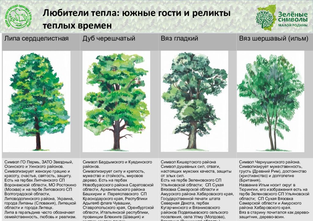 край дерева название. ель сосна кедр лиственница. ель пихта кедр лиственница. лиственные деревья дуб береза осина. лиственные деревья названия с картинками.