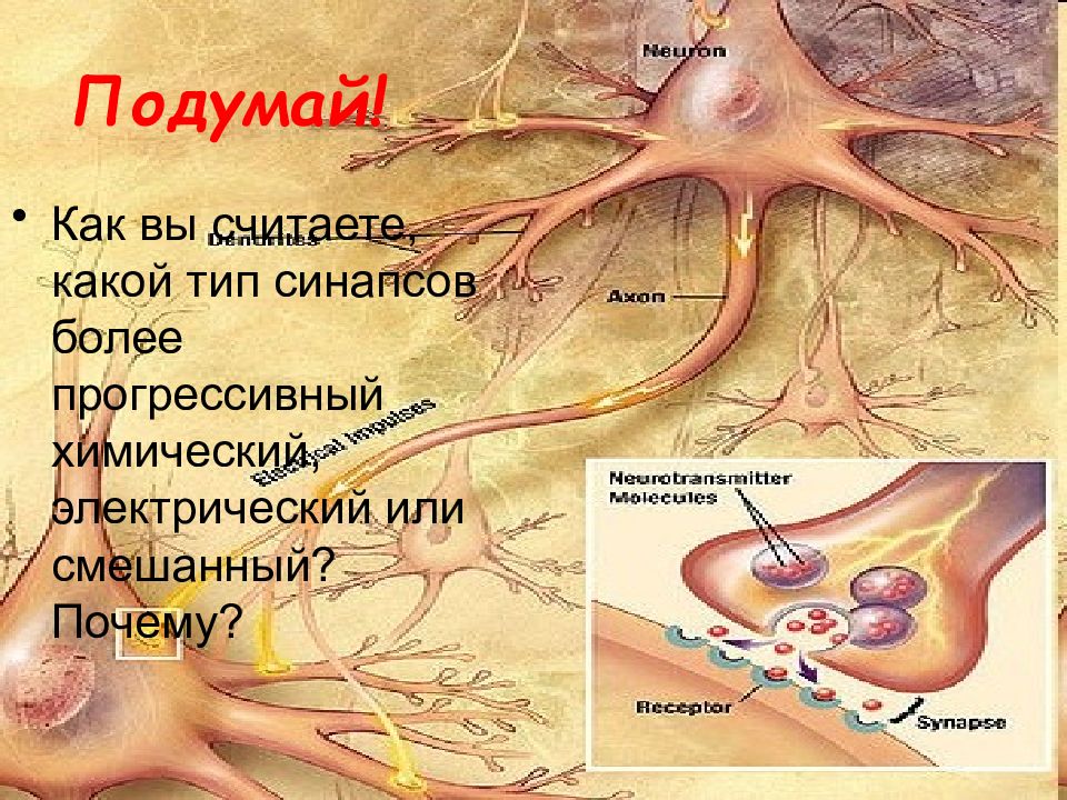 Строение нейрона синапса