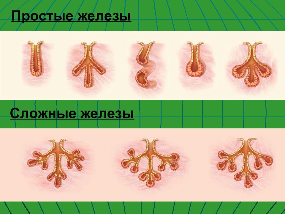 Лист железы. Морфологическая классификация экзокринных желез. Схема классификации экзокринных желез. Экзокринные железы простые и сложные. Простые железы.