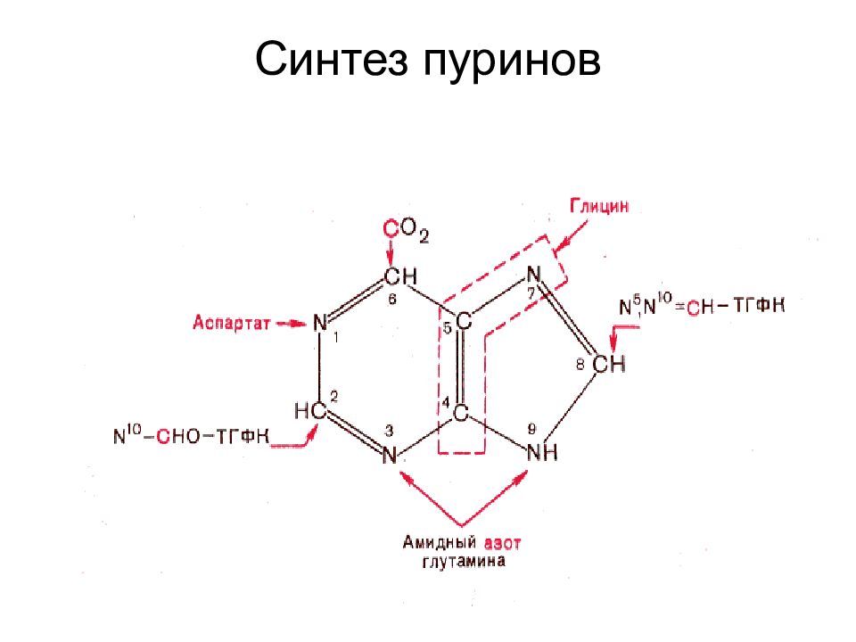 Синтез нуклеотидов. Схема синтеза пуриновых нуклеотидов. Синтез пуринового кольца. Синтез пуриновых оснований схема. Синтез пуринов биохимия.