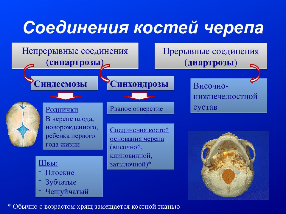 Швы черепа анатомия картинки