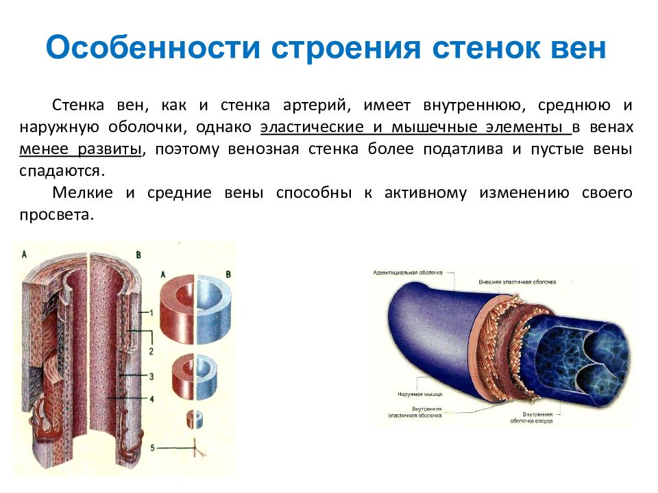 Общий план строения артерий