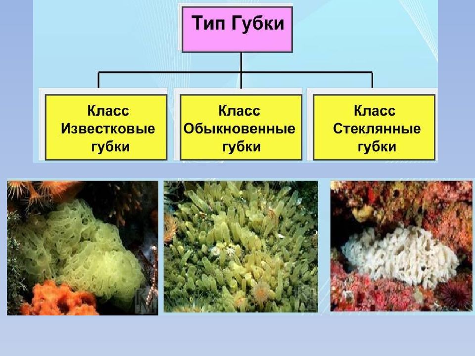 Тип губки. Тип губки 7 класс таблица. Тип губки представители. Известковые губки строение.