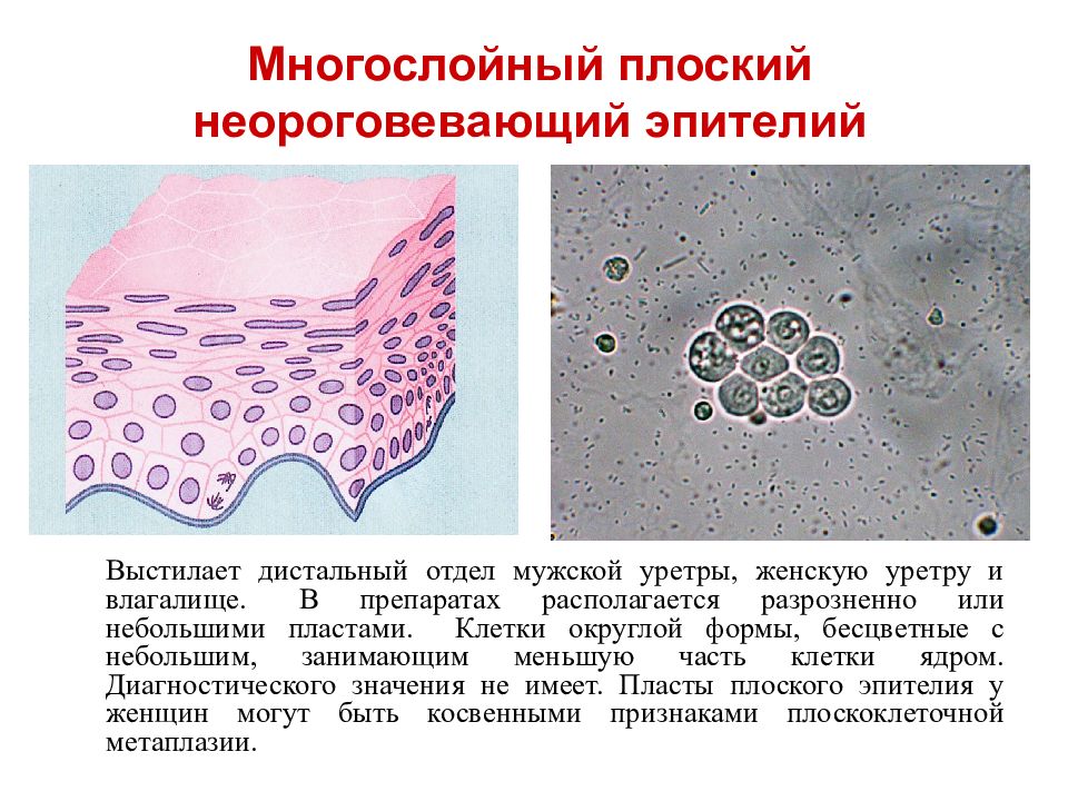 Микроскопия что это