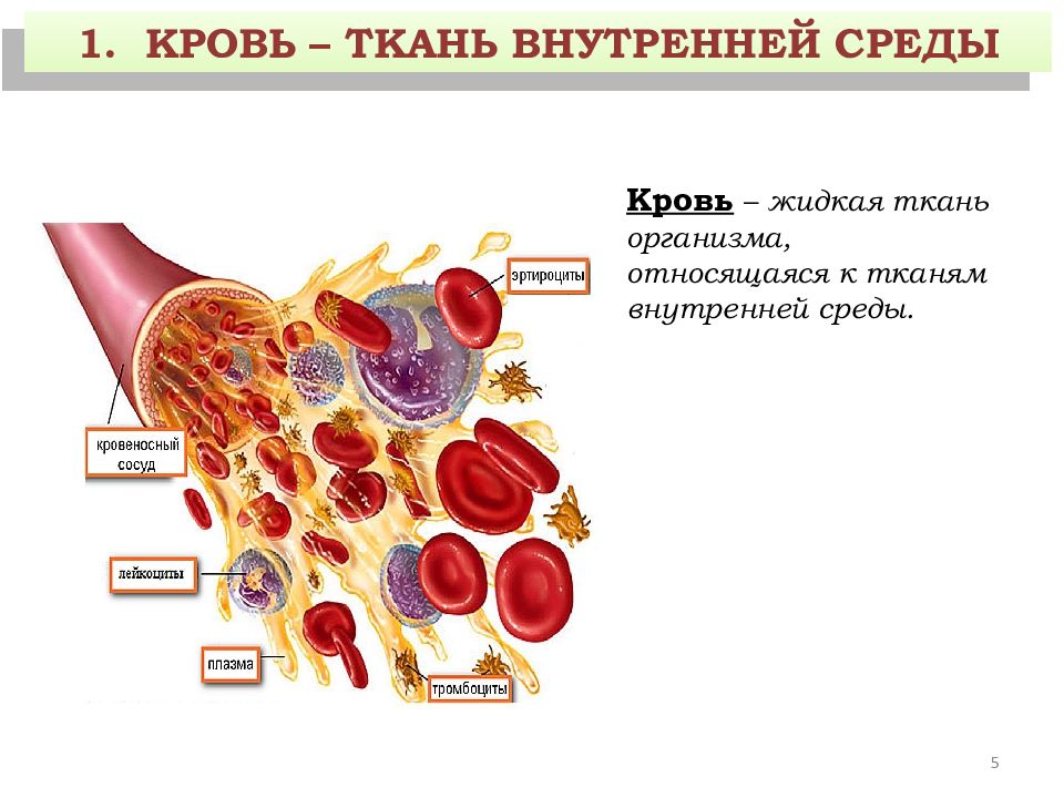 Кровь это жидкая ткань. Кровь строение ткани. Кровь и лимфа соединительная ткань строение. Кровь ткань строение и функции. Кровь, лимфа и кроветворные ткани.
