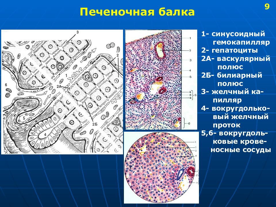 Схема строения печеночной балки