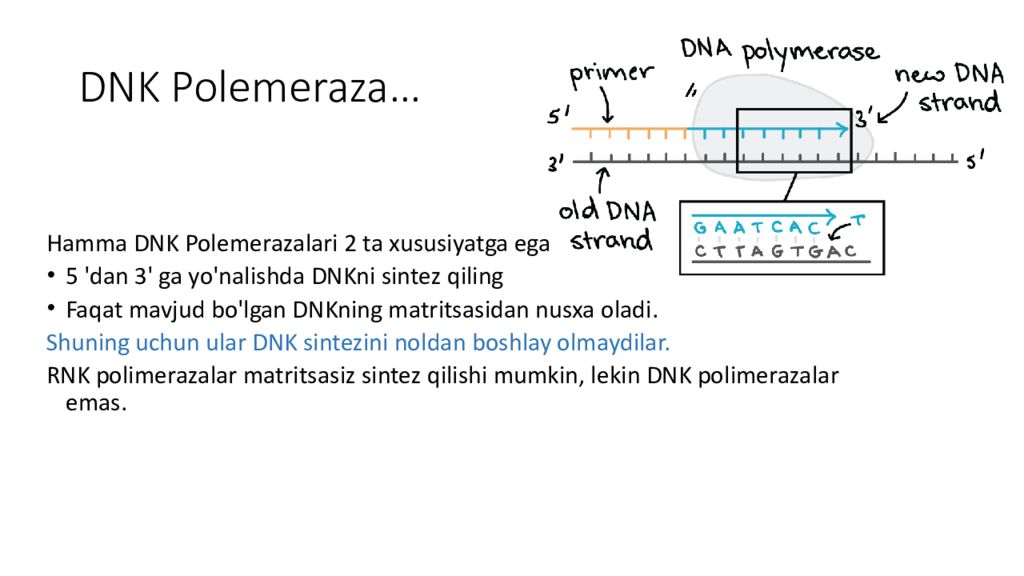 DNK ning tuzilishi va DNK replikatsiyasi DNK Polemeraza …
