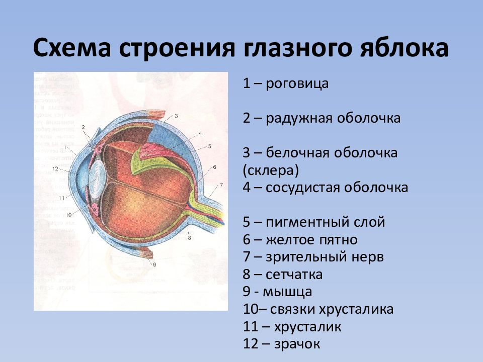 Перечислите оболочки глазного яблока и их функции