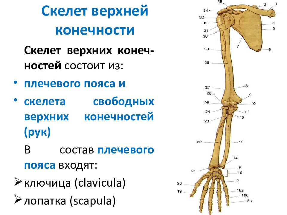 Кости верхней конечности анатомия презентация