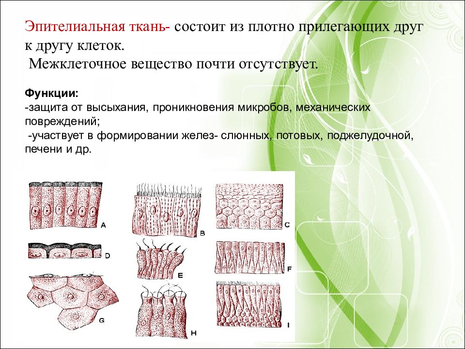 Эпителиальная ткань презентация