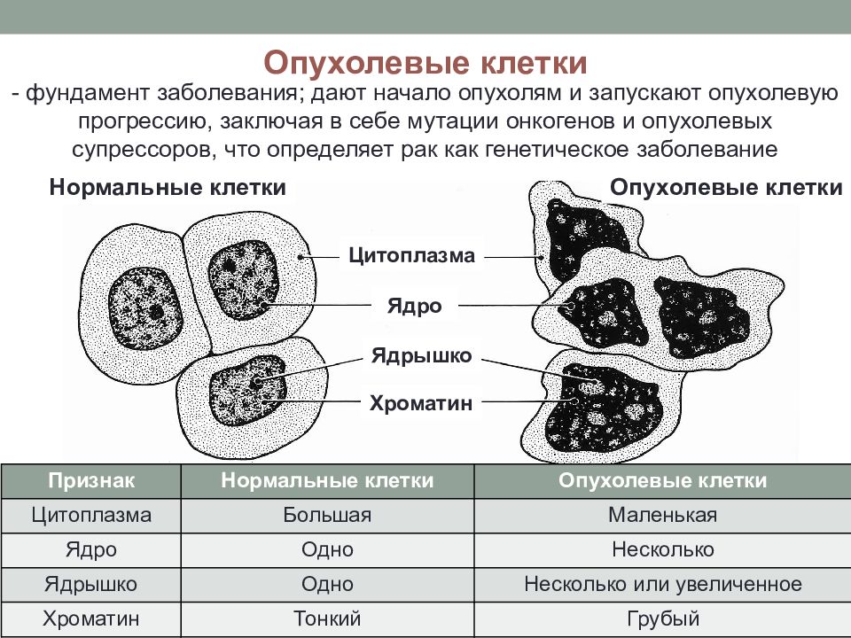 Нормальные клетки. Структура раковой клетки. Раковая клетка строение. Отличия опухолевых клеток. Строение опухолевой клетки.