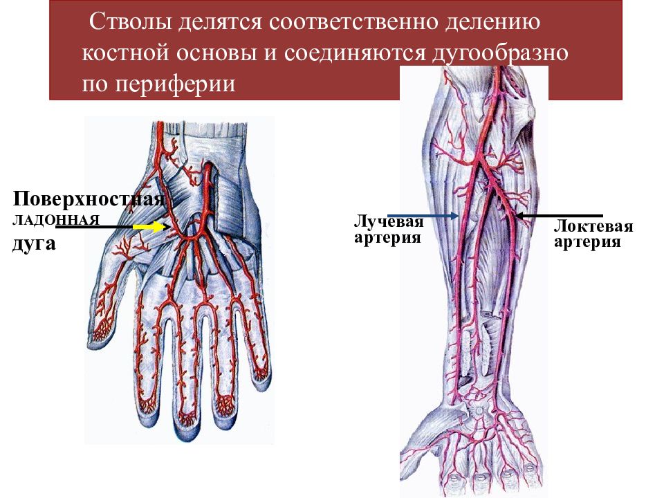 Артерии предплечья и кисти. Лучевая артерия, a. radialis. Ветви лучевой артерии.. Артерии поверхностной ладонной дуги.