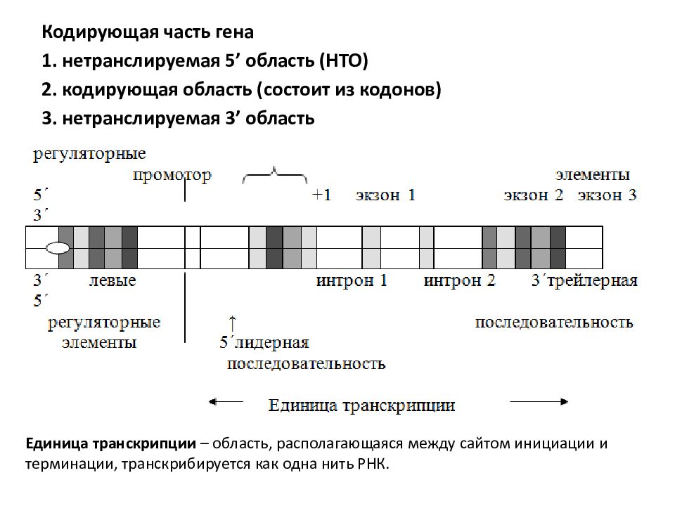 Нетранслируемые участки генов эукариот называются. Кодирующая часть генов. Кодирующие части Гена. Нетранслируемые области Гена. Кодирующие части Гена Экзон.