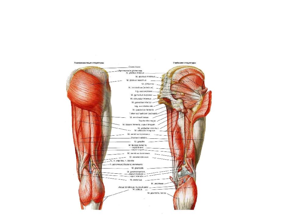 Тазовые мышцы. Мышцы нижней конечности вид сзади. Мышцы тазового пояса анатомия. Мышцы таза вид сзади анатомия. Мышцы тазового пояса и нижней конечности.
