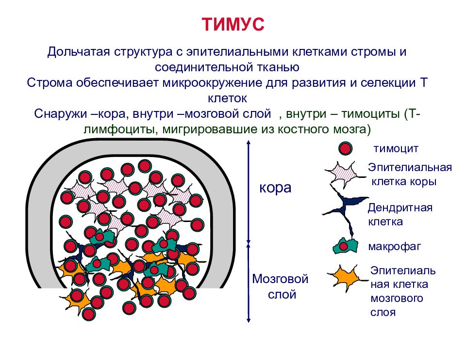 Т и б клетки. Т лимфоциты в тимусе в лимфоциты в. Тимус вырабатывает т лимфоциты. Созревание лимфоцитов в тимусе. Клеточный состав тимуса лимфоциты.