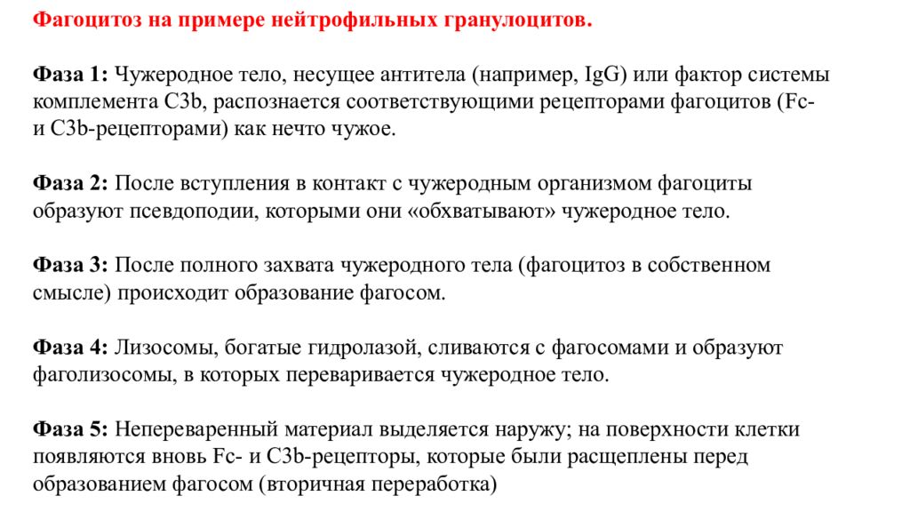 Характеристика гранулоцитов