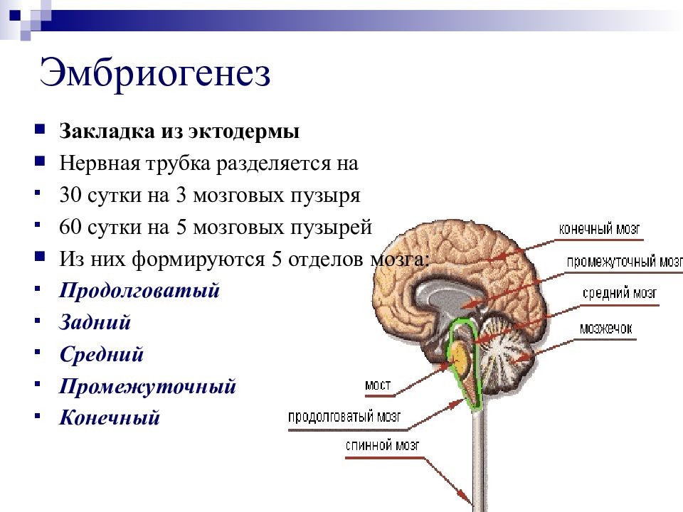 Спинной мозг из эктодермы. Эмбриогенез продолговатый задний средний мозг. Эмбриогенез эктодерма. Нервная система из эктодермы. Мозг это эктодерма.