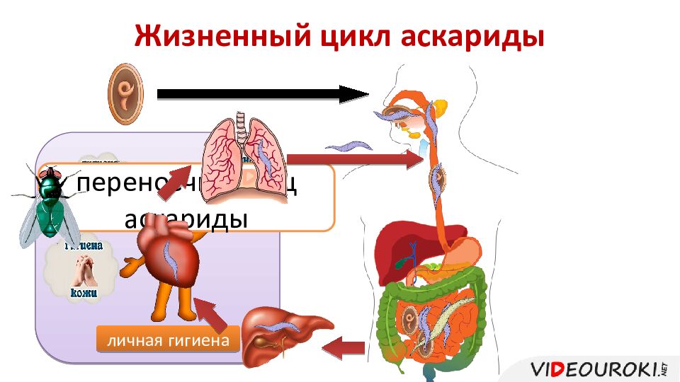 Жизненный цикл аскариды
