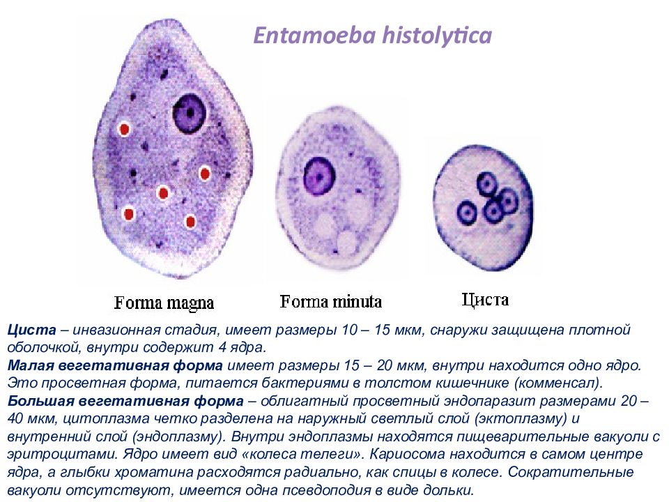 Какое значение в жизни простейших имеют цисты. Вегетативная форма Entamoeba histolytica. Entamoeba histolytica малая вегетативная форма. Крупная вегетативная форма Entamoeba histolytica. Entamoeba histolytica циста строение.