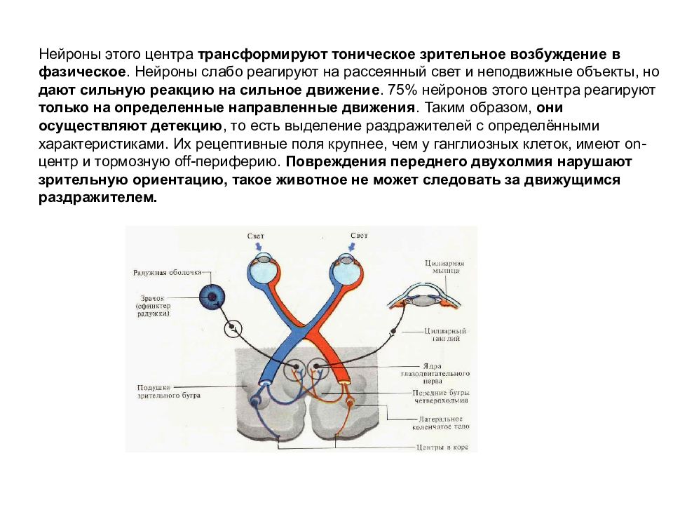 Где находится зрительный нерв. 5 Нейронов зрительного анализатора. 1 Нейрон зрительного анализатора. Проведение возбуждения в зрительном анализаторе. Нейроны проводящих путей зрительного анализатора.