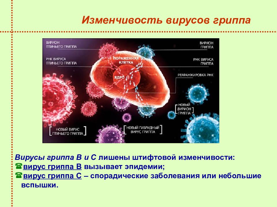 Вирусы парагриппа микробиология презентация