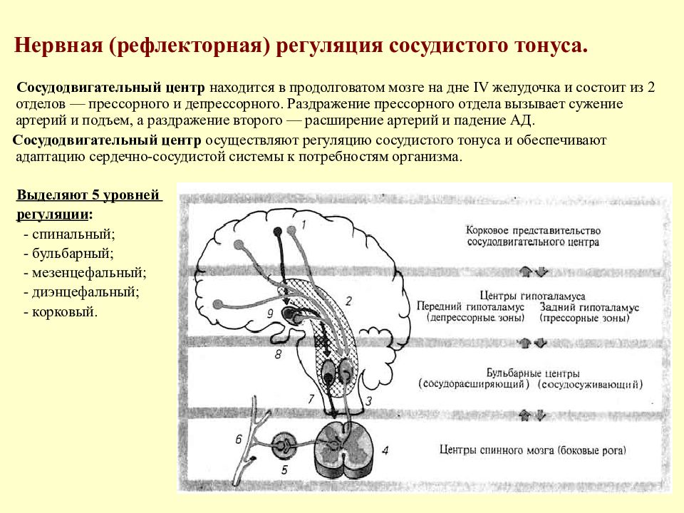 Схема регуляции артериального давления